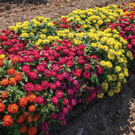 unique zinnia seeds